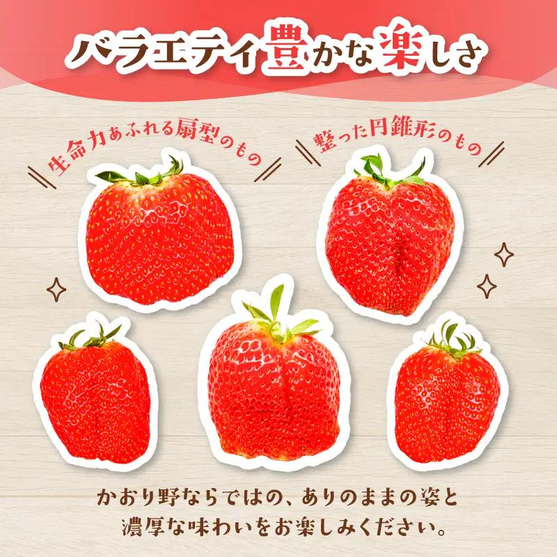 【2027年1月～発送予定】いちご かおり野 約270g×4パック drm006