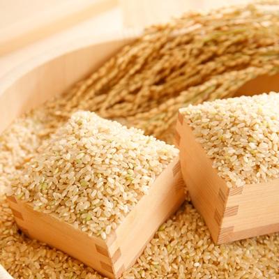 ふるさと納税 近江八幡市 【令和7年産】すっごいもちもち「しきゆたか」玄米30kg |  | 01