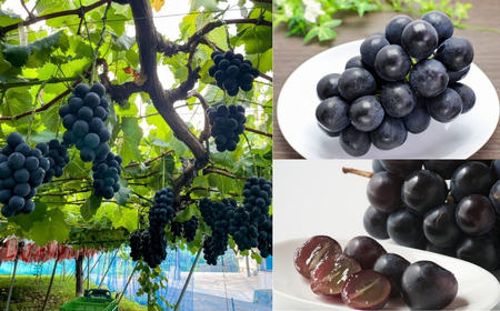 【2026年先行予約】ナガノパープル  400g以上(1房) ｜ ぶどう ぶどう