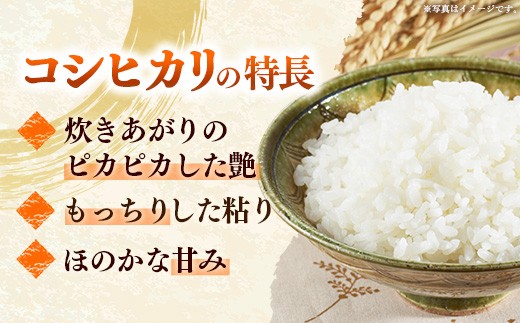 生産者の顔が見える米 コシヒカリ 白米 10kg（飯豊町産）（R8年産） - おこめ 米 ごはん 旨味 粘り こしひかり 単一米 銘柄 ブランド米 おすすめ 送料無料 マルシチ米穀 山形県 飯豊町