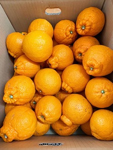 【ご家庭用訳有り】紀州有田産不知火(しらぬひ)約3kg※2025年2月中旬～3月上旬頃に順次発送予定