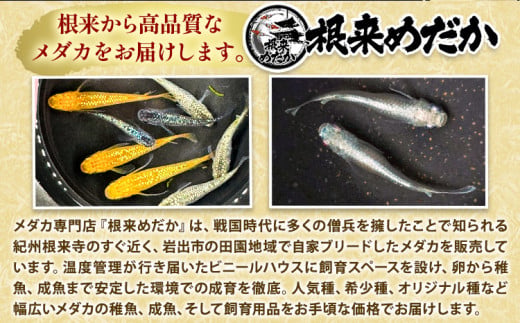 メダカ(ラメミックス) 10匹 根来めだか《90日以内に出荷予定(土日祝除く)》和歌山県 岩出市 めだか 観賞魚 ラメミックス ラメメダカ ラメ 送料無料