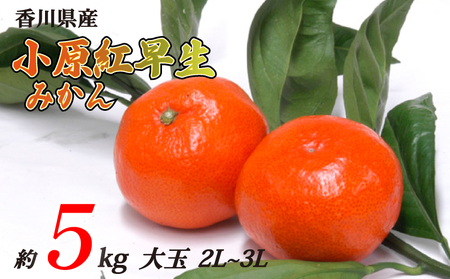 小原紅早生みかん 約5kg 大玉 2L~3Lサイズ 常温 先行予約