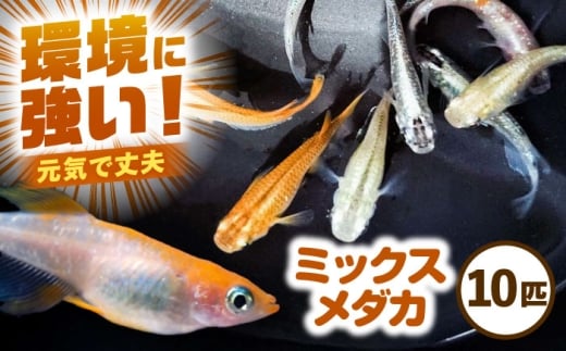 ミックスメダカ 10匹 メダカ めだか ﾒﾀﾞｶ 愛西市 / 艶麗 [AEDD006]【配送不可地域：北海道・沖縄・離島】