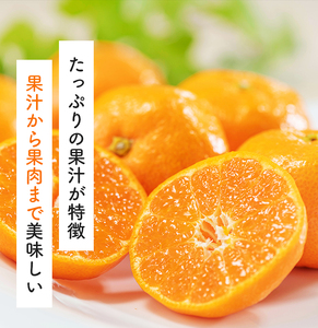 【10月発送】有田育ちのご家庭用完熟 有田みかん 5kg+200g(傷み補償分)  ※10月上旬～10月下旬頃より順次発送 ※北海道・沖縄・離島配送不可 / みかん ミカン 果物 フルーツ 柑橘【ar