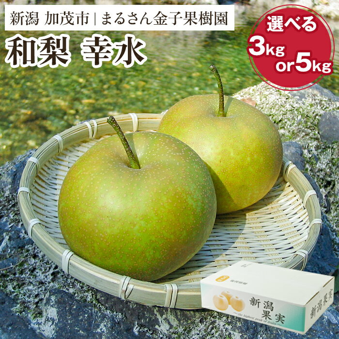 【ふるさと納税】【2026年先行予約】【贈答用】和梨 幸水 選べる内容量 「3kg」or「5kg」《8月中旬から順次発送》 果物 なし 梨 フルーツ 新鮮 新潟のフルーツ産地 加茂市 まるさん金子果樹園