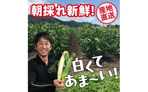 《先行受付》朝採りホワイトショコラ約3kg・A品L～3L・7～9本程度 【2026年9月上旬～発送予定】【山形とうもろこし】