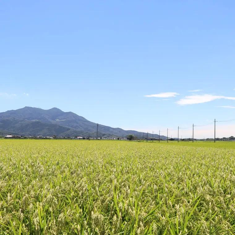 【 令和7年産 】 数量限定 桜川市産こしひかり 15kg （5kg×3袋） 茨城県産 桜川 米 お米 白米 コメ ごはん 精米 コシヒカリ こしひかり 国産 限定 [AX006sa]