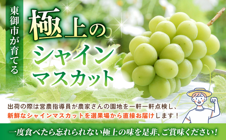 【先行受付2026年発送】東御市産シャインマスカット3kg（5～6房）【秋お届け】 
