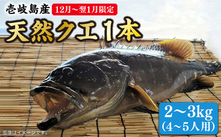 【2024年12月〜翌1月限定】 天然 クエ 丸もの 1本 2〜3kg（鍋・刺身4〜5人用）《壱岐市》【丸和水産】 [JCJ023] クエ くえ 冷蔵 直送 海鮮 鮮魚 刺身 刺し身 お刺身 クエ鍋 くえ鍋 1本 1匹 高級魚 80000 80000円 8万円 冷蔵配送