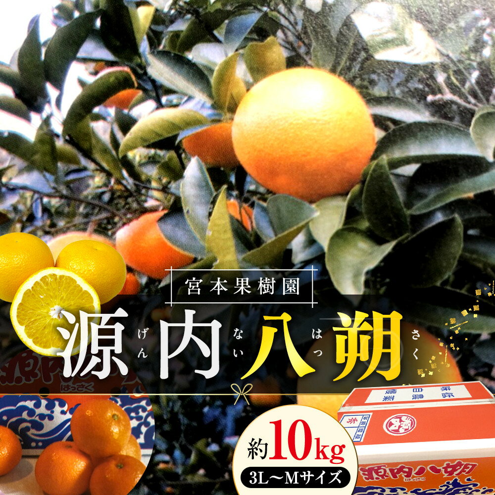 【ふるさと納税】【3月中旬頃～発送】八朔 約10kg 宮本果樹園 源内八朔 | はっさく 八朔 源内八朔 くだもの 果物 フルーツ 柑橘 みかん 旬 期間限定