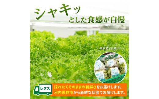 毎日の食卓に新鮮なレタスを！