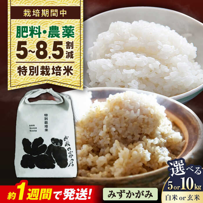 【ふるさと納税】【令和8年産 新米】【選べる容量/精米方法】 特別栽培米 みずかがみ 5kg 10kg 白米 玄米 滋賀県長浜市/お米の家倉 [AQCP053] 米 こめ コメ お米 お取り寄せ グルメ 美味しい 人気 おすすめ ごはんのお供 5キロ 10キロ