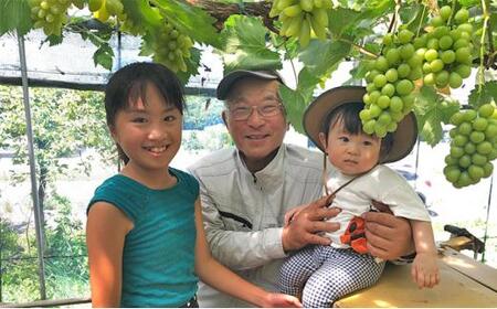 ぶどう 2024年 先行予約 シャイン マスカット 1～2房（約1kg） ブドウ 葡萄 岡山市産 国産 フルーツ 果物 ギフトタンポポ農園[No.5220-1292]