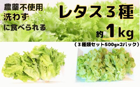 【農薬不使用】洗わず食べられる！ レタス3種詰めわせ 500g×2パック 合計1kg 【フリルレタス レタス サラダ 緑黄色野菜 1kg 】