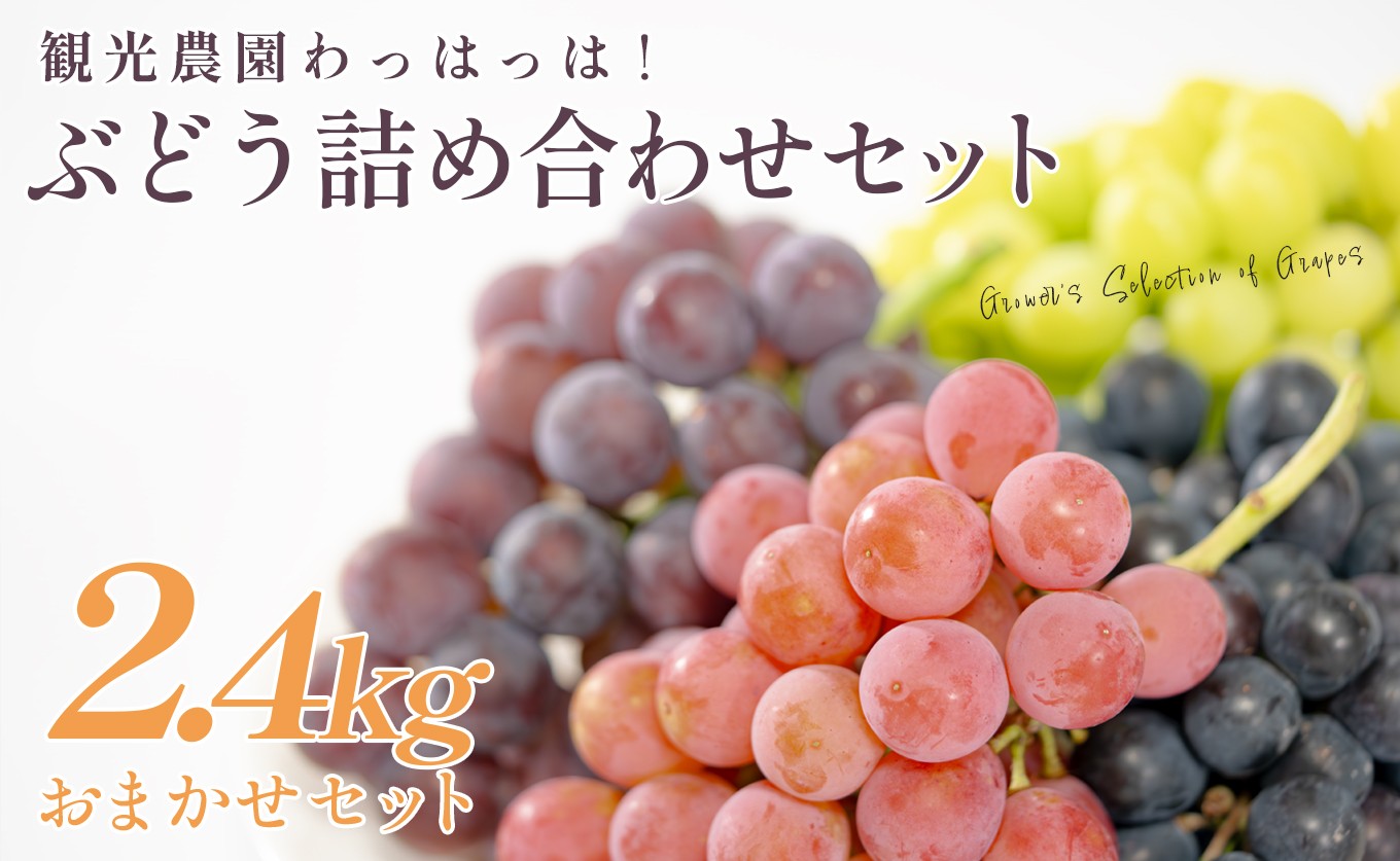 
                  おまかせぶどう 詰め合わせ 2.4kg 贅沢セット 4房以上 朝採れ ブドウ 葡萄 シャインマスカット 雄宝 ピオーネ ジュエルマスカット クイーンニーナ フルーツ 果物 くだもの 冷蔵 期間限定 贈答 ギフト 観光農園わっはっは! 高知 大月町
                