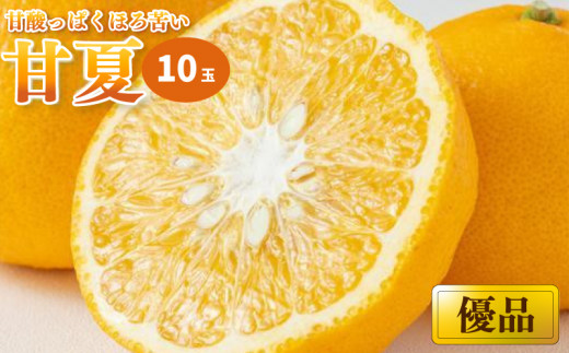 【2026年3月上旬から発送予定】甘夏 家庭用(優品) 10玉 （ 愛媛産 愛媛県産 国産 愛媛みかん 愛媛蜜柑 愛媛ミカン みかん ミカン mikan 蜜柑 柑橘 フルーツ 果物 くだもの お取り寄せ 産地直送 数量限定 人気 おすすめ 愛媛県 松山市 送料無料 ）