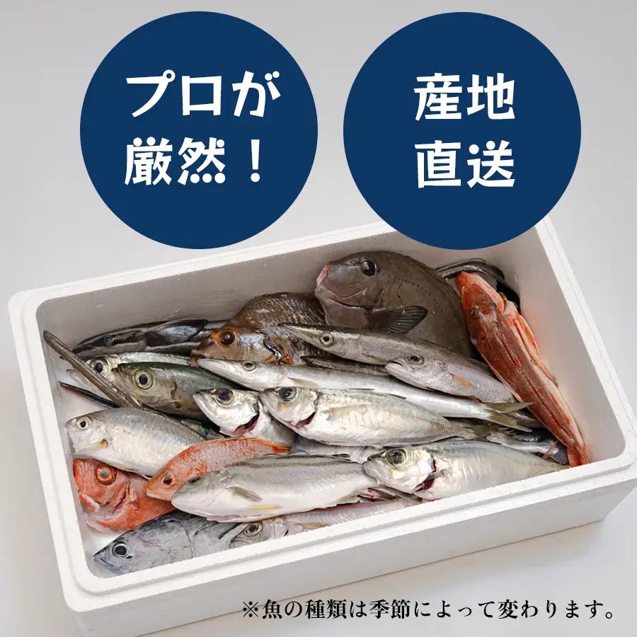高知県産 鮮魚 詰め合わせ便 4kg 谷鮮魚食堂 内臓未処理 産地直送 生魚 海鮮 セット 刺身 刺し身 煮付け カツオのたたき 詰合せ 食べ比べ グルメ 魚 お取り寄せ ギフト 贈答用 鮮魚セット 