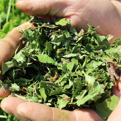 YAMATO HERB COFFEE ドリップ パック カフェイン有 6個入／松田商店 ふるさと納税 コーヒー ブレンド 伝統 ハーブ 大和 当帰葉 有機 奈良県 宇陀市