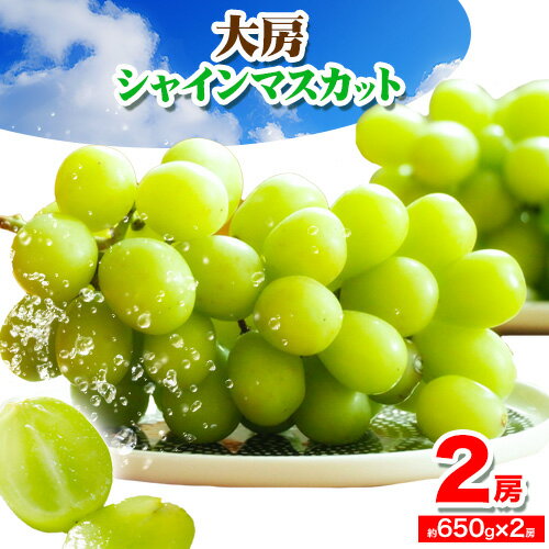 【ふるさと納税】【先行予約】和歌山県産 大房 シャインマスカット 2房 入り(1房 650g × 2房 )《2025年9月上旬-10月中旬頃より出荷予定》【配送不可地域あり】 紀の川市 厳選館 和歌山県 紀の川市 フルーツ 果物 葡萄 ぶどう マスカット