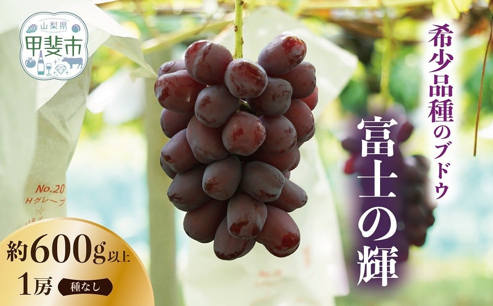 
                  （2026年/令和8年）発送＜先行予約＞希少品種　有機栽培にこだわった選りすぐりのぶどう　富士の輝　1房600g以上　山梨県産　産地直送　フルーツ　果物　ぶどう　葡萄　新鮮　おすすめ　国産　贈答　ギフト　山梨　甲斐市　CQ-1
                