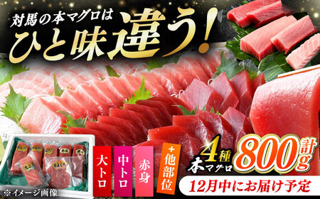 【12月中にお届け】対馬産 生 本マグロ 800g （赤身、中トロ、大トロ）《対馬市》　【対海】 中トロ 大トロ まぐろ マグロ 鮪[WAH026-12]