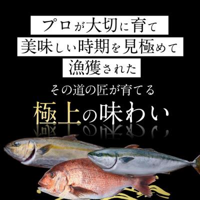 ふるさと納税 延岡市 宮崎産 刺身3種セット 真鯛・ぶり・カンパチ 各種900g 計2700g(冷蔵) |  | 02
