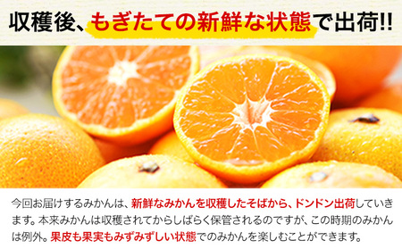 訳あり みかん 小玉みかん くまもと小玉みかん2.5kg (2.5kg×1箱)  秋 旬 不揃い 傷 ご家庭用 SDGs 小玉 たっぷり 熊本県 産 S-3Sサイズ フルーツ 旬 柑橘 長洲町 温州み