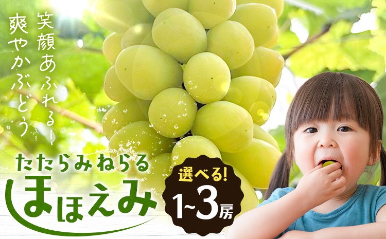 
                  【先行予約】たたらみねらる ほほえみ 選べる 1房(約650g) 2-3房(約1.3kg) Ｙ＆Ｇ．ディストリビューター株式会社《2026年8月中旬-10月上旬頃出荷》岡山県 笠岡市 果物 フルーツ ブドウ お取り寄せフルーツ シャインマスカット の交配品種
                