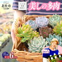 【ふるさと納税】 多肉植物 植物 サキュレント 6ポット お任せ アソート 苗 産地直送 専用BOX 八ヶ岳原産 山梨県 北杜市 新生活