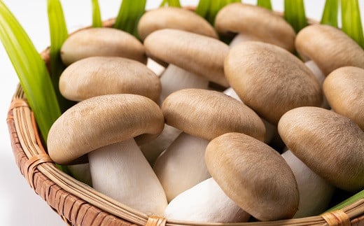 旨みたっぷりの、プリプリとした「京丹波大黒本しめじ」の独特の食感をご賞味ください。