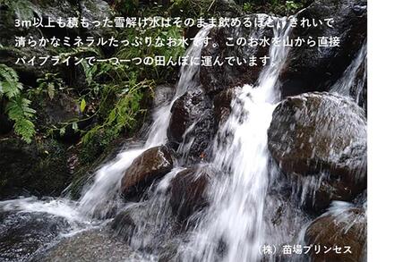 【令和8年産先行予約】魚沼産こがねもち 精米10kg（5kg×2）特別栽培米 農薬化学肥料5割減 |津南町 こがねもち