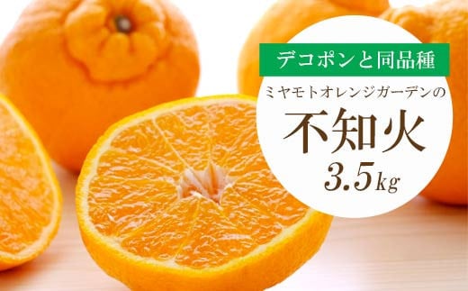 ＜2025年2月以降発送＞ デコポン と同品種 濃厚 柑橘 不知火 ( しらぬい )3.5kg＜C25-127＞_ みかん 蜜柑 ミカン 柑橘類 柑橘 フルーツ 果物 くだもの 人気 美味しい 愛媛県