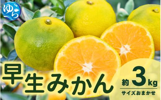 ＼レビューキャンペーン中／【先行予約】由良早生みかん(サイズおまかせ)約3kg【2025年11月初旬から順次発送予定】※北海道・沖縄・離島配送不可 / 温州みかん 蜜柑 ミカン 柑橘 由良町 果物 フルーツ 産地直送 和歌山県【eiw015】