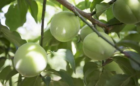 梅ジュース 梅シロップ 700g × 2本 入り 紀州青梅使用 【梅 シロップ うめ シロップ 和歌山 シロップ 青梅 ジュース ドリンク ジュース 飲料 ジュース 炭酸割り シロップ ソーダ割り シ