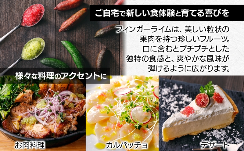フィンガーライム 栽培体験セット 柑橘 フルーツ 苗 栽培セ