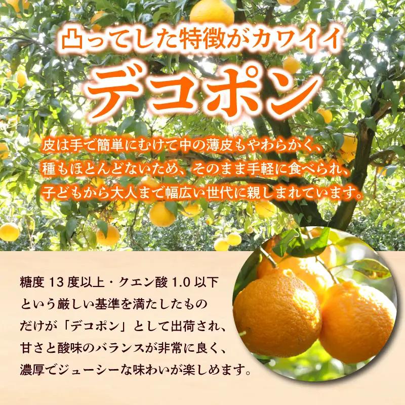 デコポン 不知火 約2kg 2027年 先行予約  訳あり デコポン