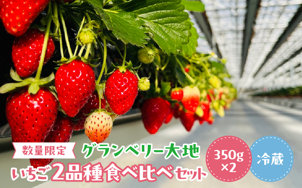 【数量限定・2025年1月中旬頃より順次発送予定】グランベリー大地のいちご2品種食べ比べセット　350g×2トレー