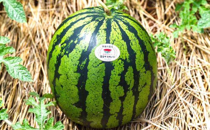 勝田農園の自信満々大玉スイカ 羅皇ザ・スウィート2玉（7～8kg以上）＜勝田農園＞ [CGM006]