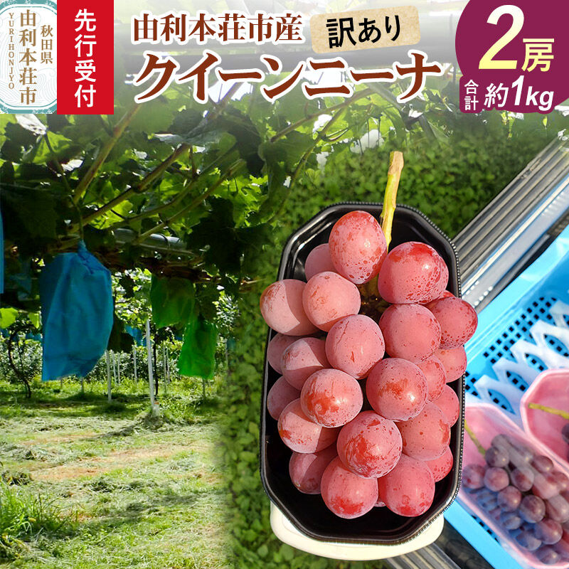【ふるさと納税】《先行受付》【訳あり】クイーンニーナ 2房（合計約1kg）由利本荘市産 齋弥果樹園 [ぶどう 葡萄 ブドウ クイーンニーナ 果物 フルーツ スイーツ 訳あり 先行予約 由利本荘市産]