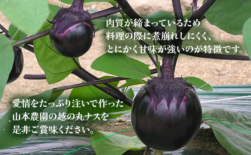 【先行予約　7月上旬より順次出荷】新潟県上越市産　茄子の大トロ　越の丸茄子2kg詰め（9個入）ナス　丸茄子　野菜　新潟　上越