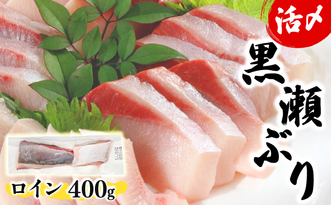 KU281-1-2512 ＜2025年12月発送分＞活じめ！黒瀬ぶりの生鮮ブリロイン2節（400g前後）