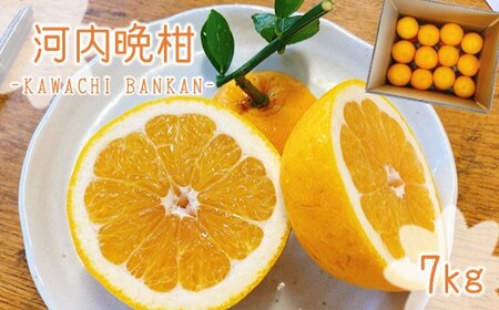 【ふるさと納税】「 河内晩柑 」 約7kg 【 熊本玉名・みかん専門店より 】 | 果物 くだもの フルーツ 柑橘 柑橘類 みかん 河内 晩柑 和製グレープフルーツ 熊本県 玉名市
