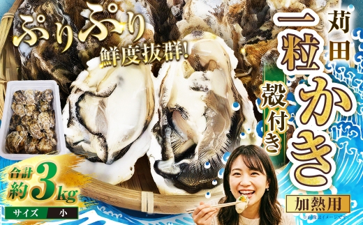 苅田一粒かき 加熱用 小サイズ 約3kg （ 40個以上 ） 牡蠣 一粒かき プリプリ かきフライ 網焼き かき鍋 かき飯  ブランド牡蠣【 2027年1月上旬～2月下旬発送予定 】