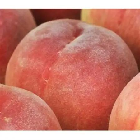 和歌山の厳選白桃 約1.5kg【白鳳・清水白桃・川中島・もも】【化粧箱入り】【配送不可地域：離島・北海道・沖縄県・東北・関東・九州】【1492343】