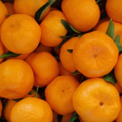 和歌山産ポンカン約5kg(サイズ混合・秀優品)(上富田町)