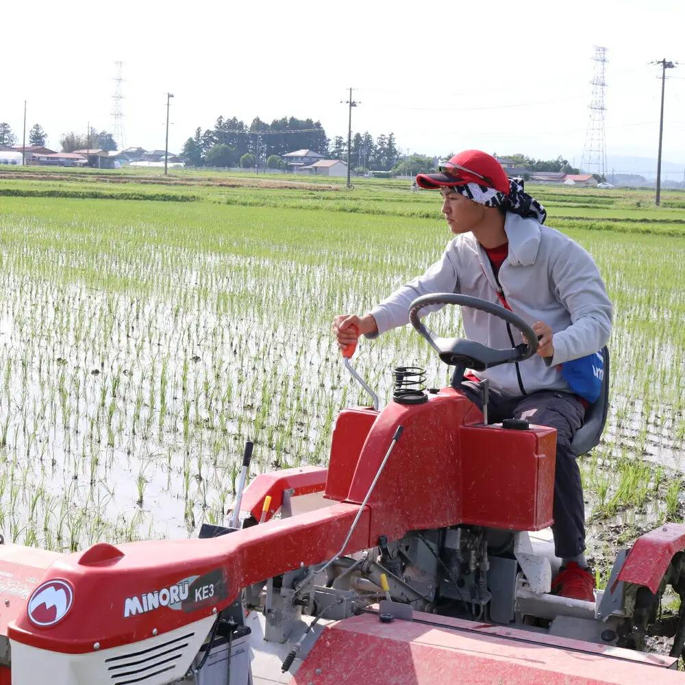 【新米予約】《 希少品種米 》 米 令和8年 宮城県産 ササシグレ ( 栽培期間中農薬・肥料不使用 ) 【 3回 定期便 】 玄米 10kg × 3ヶ月 （ 合計 30kg ） 無農薬 ｜nt-ss1