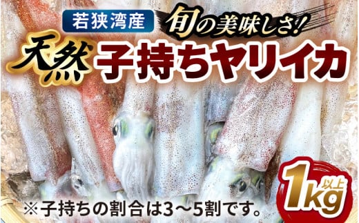 旬の美味しさ 天然 子持ちヤリイカ 1kg 以上【 やりいかイカ いか いかめし いかそうめん いか焼き 姿焼き 卵 げそ 刺身 冷凍 煮付け 海鮮 鮮魚 おつまみ 】 [m36-a026]