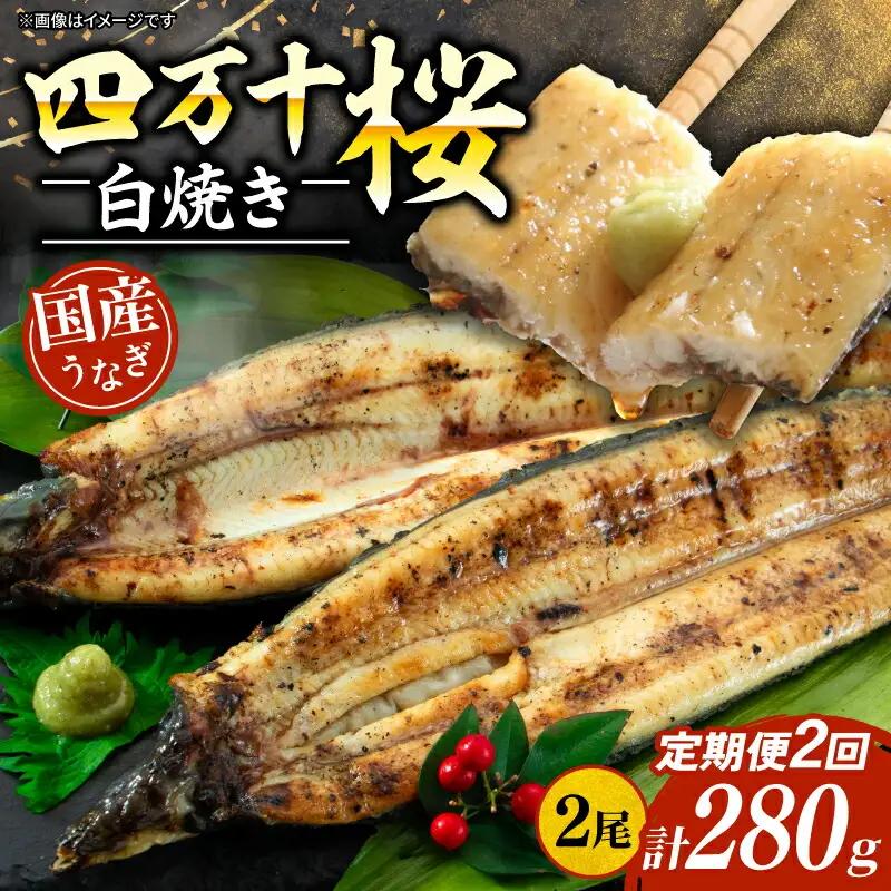 【贈答用】【2回定期便】極上国産うなぎ四万十桜 白焼き約140g×2尾 | うなぎ 鰻 ウナギ 白焼き 定期便 国産 四万十鰻 ウナギ 蒲焼き 調理済み タレ付き 頒布会 ギフト（お歳暮/お正月）高級 お取り寄せ グルメ 食べ比べ 冷凍