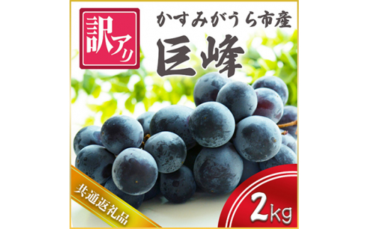 訳あり 巨峰 約2kg  ＜2026年10月より順次発送予定＞  フルーツ 果物 くだもの ぶどう ブドウ 葡萄 新鮮 季節限定 旬 旬の果物 季節の果物 茨城  (県内共通返礼品:かすみがうら市産) (BR072)